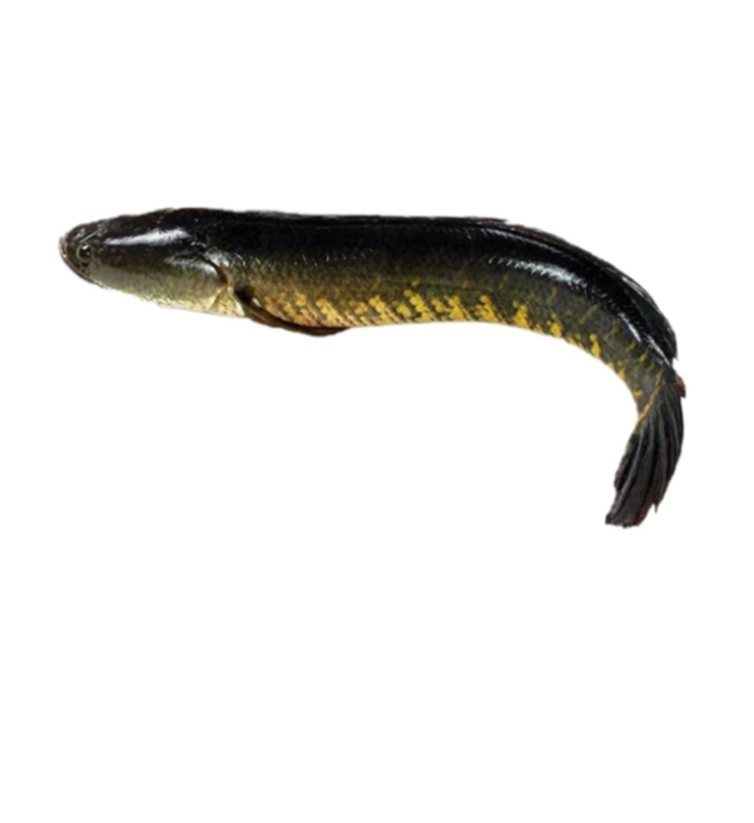 Shol Mach 1Kg Shoal Fish FREE HOME Delivery Shol Mach 1Kg Shoal Fish FREE HOME Delivery
